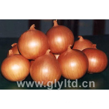 Good Quality Fresh Yellow Onion with Mesh Bag